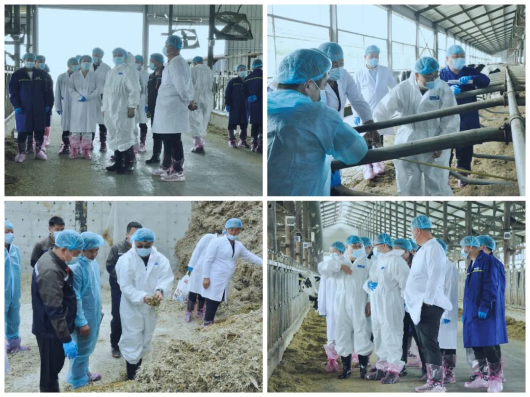开云（中国）丨国家奶牛产业技术体系首席科学家、中国农业大学教授李胜利一行莅临开云（中国）鲁山瑞亚参观调研