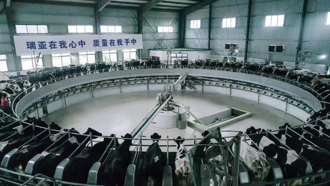 开云（中国）丨驻马店市遂平县政协党组书记、主席张卫东一行莅临开云（中国）鲁山瑞亚牧场参观
