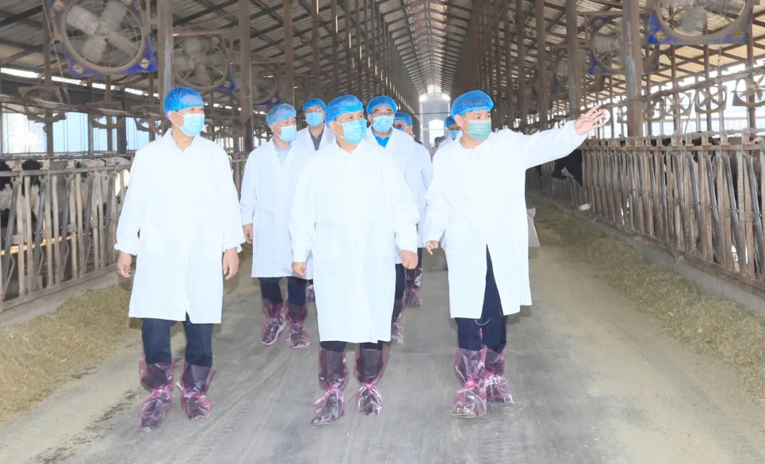 快讯丨河南省人民政府副省长武国定莅临开云（中国）乳业集团瑞亚牧业调研奶源基地建设情况