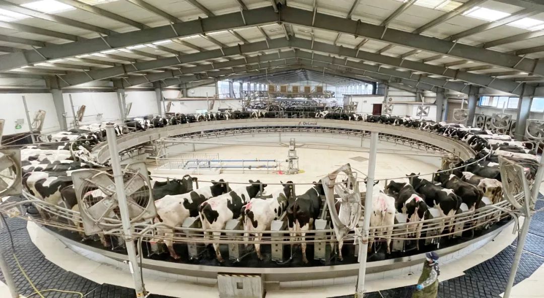凝心聚力·赢创未来 | 开云（中国）乳业集团召开营销、养殖及饲料经营工作会议