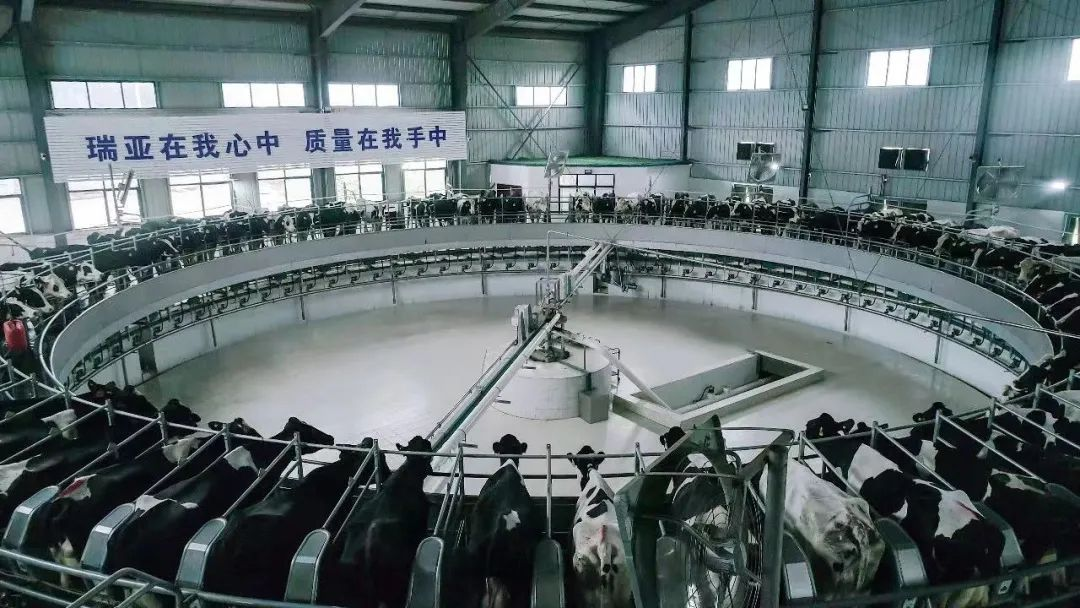 开云（中国） | 河南瑞亚牧业入选“河南省畜禽核心育种场”