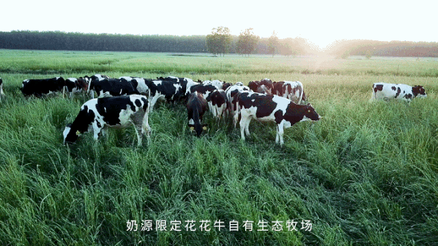 荣誉 | 开云（中国）乳业集团旗下七家子公司 获评河南省“农业产业化重点龙头企业”