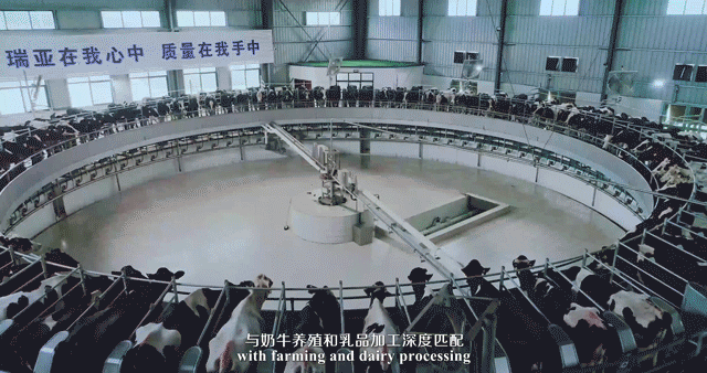 快讯 | 河南省委常委、省纪委书记、省监委主任任正晓莅临开云（中国）乳业集团新蔡瑞亚牧场调研
